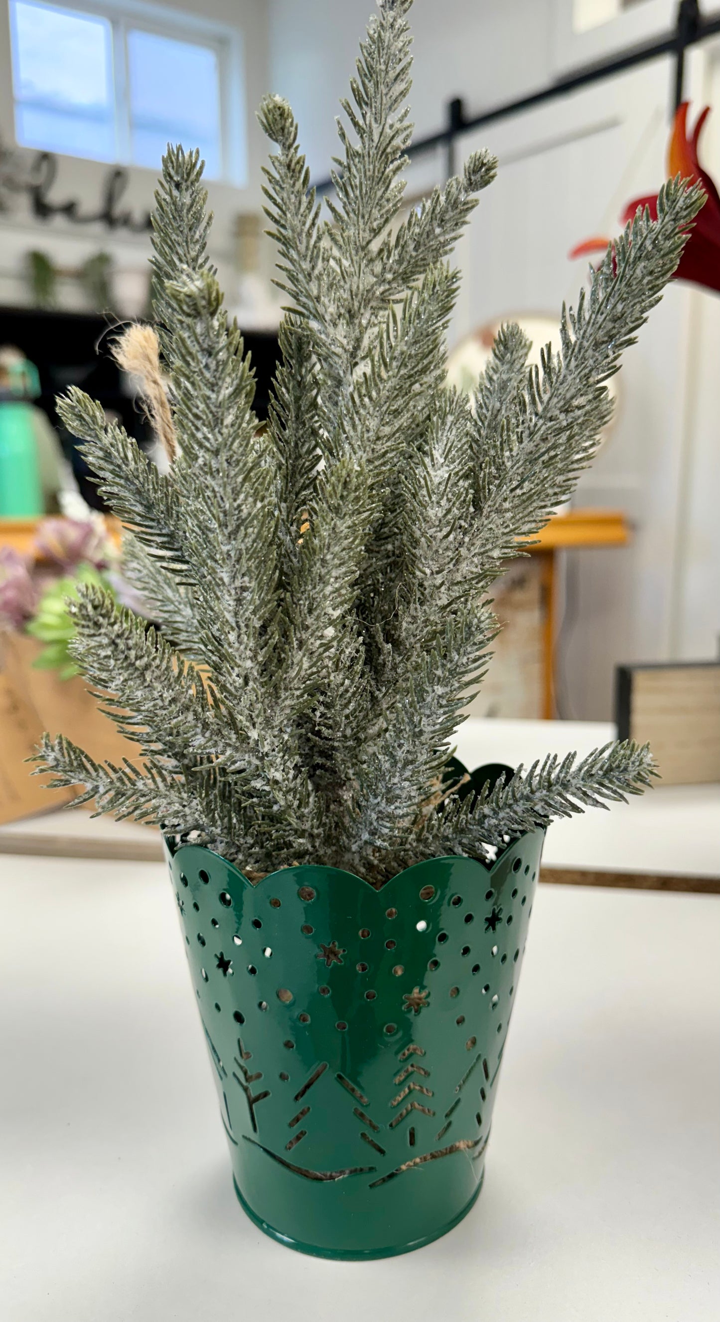 Evergreen in Green Metal Pot