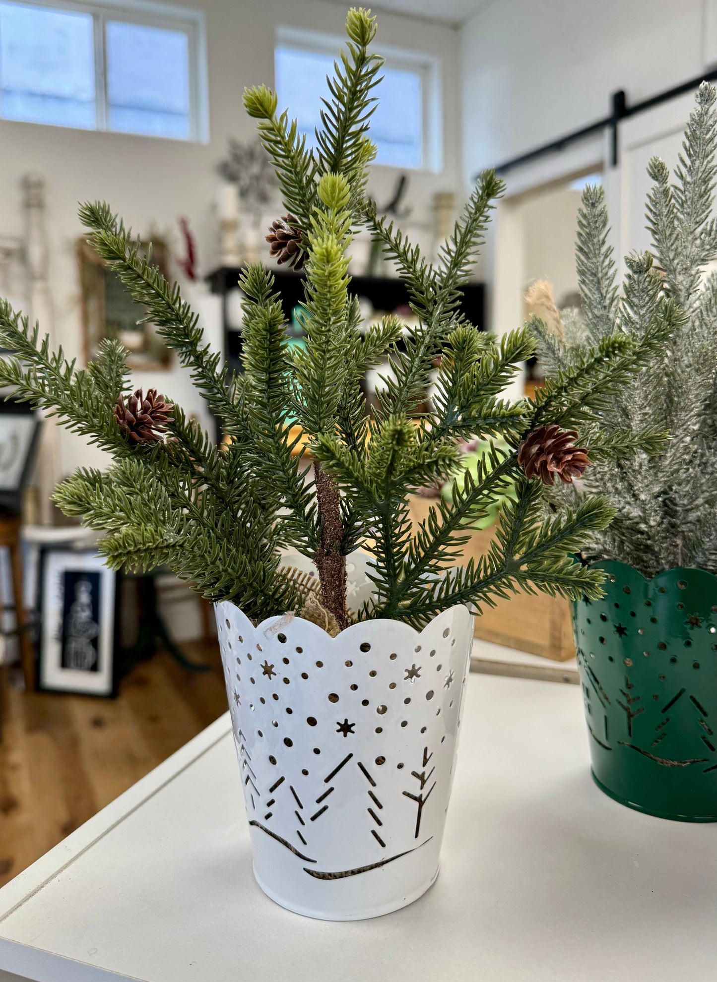 Evergreen in Green White Pot