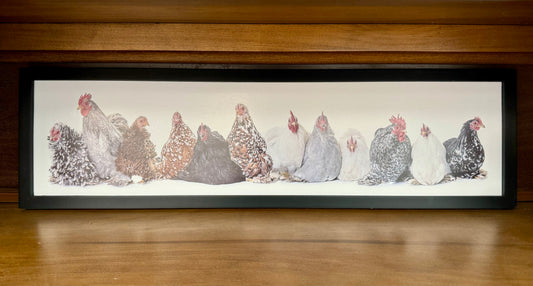 Sitting Chickens Framed Print